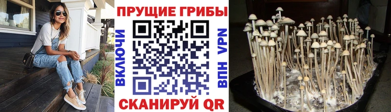 Галлюциногенные грибы Cubensis Малоархангельск